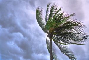 Palm tree blowing in a hurricane